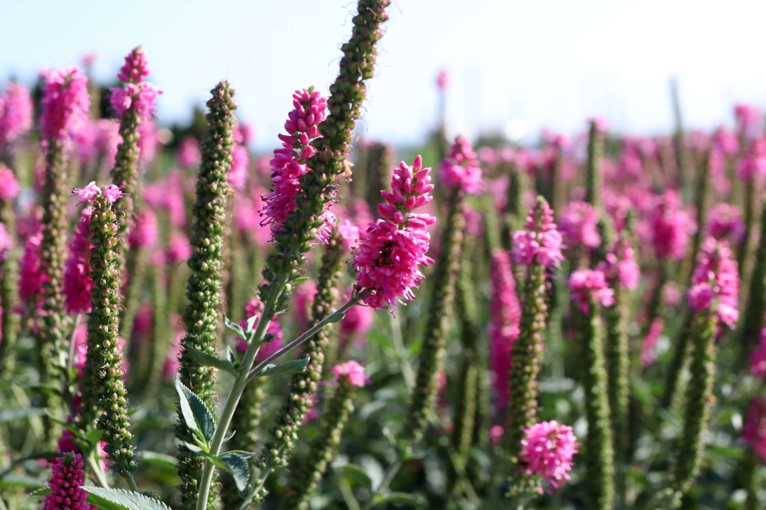 Rantatädyke 'First Love'